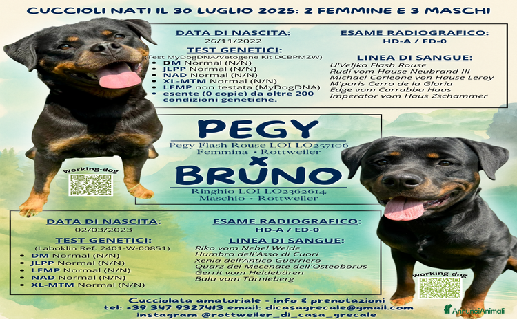 Rottweiler cani a Provincia di Ravenna - Annuncio 3