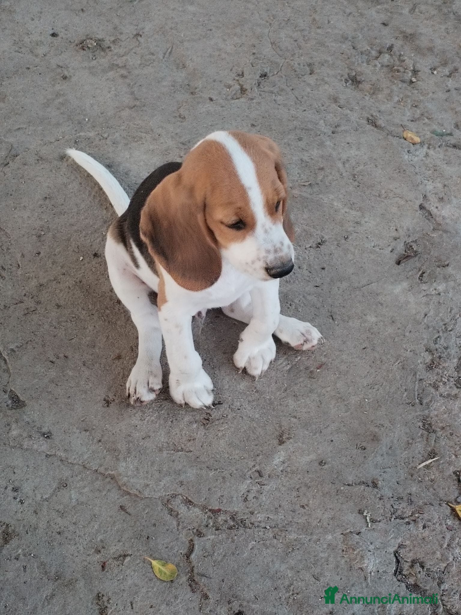 Beagle cani Bellissimi cuccioli Beagle  - Annuncio 1