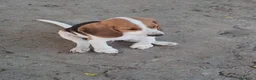 Beagle cani in vendita: Bellissimi cuccioli Beagle  - Annuncio 1
