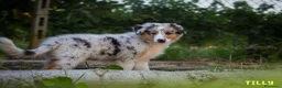 Australian Shepherd cani in vendita: Cuccioli Pastore Australiano pedigree - Annuncio 13