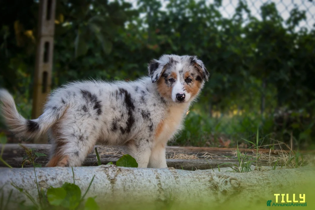 Australian Shepherd cani in vendita: Cuccioli Pastore Australiano pedigree - Annuncio 13
