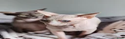 Sphynx gatti per accoppiamento: Maschio sphynx disponibile per monta  - Annuncio 4