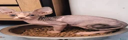 Sphynx gatti in vendita: Sphynx maschio - Annuncio 4
