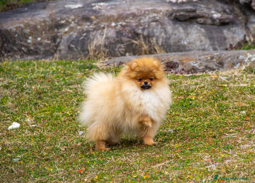 Spitz cani in vendita: Disponibile 1 Cucciolo di Spitz Pomerania a Provincia di Sondrio - Immagine 9
