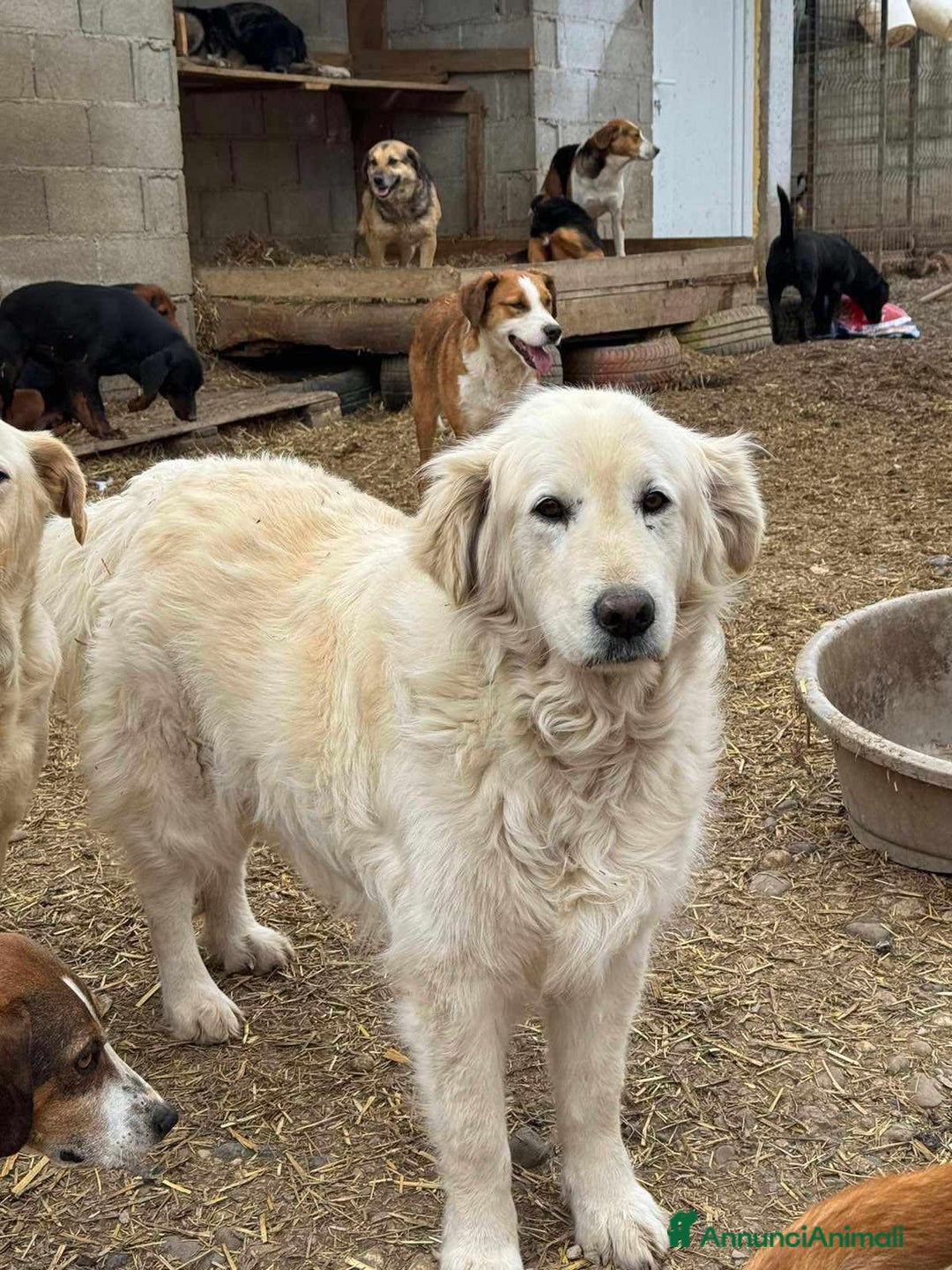 Meticcio cani in regalo: MARLEY, il gigante più buono di tutti - Annuncio 1