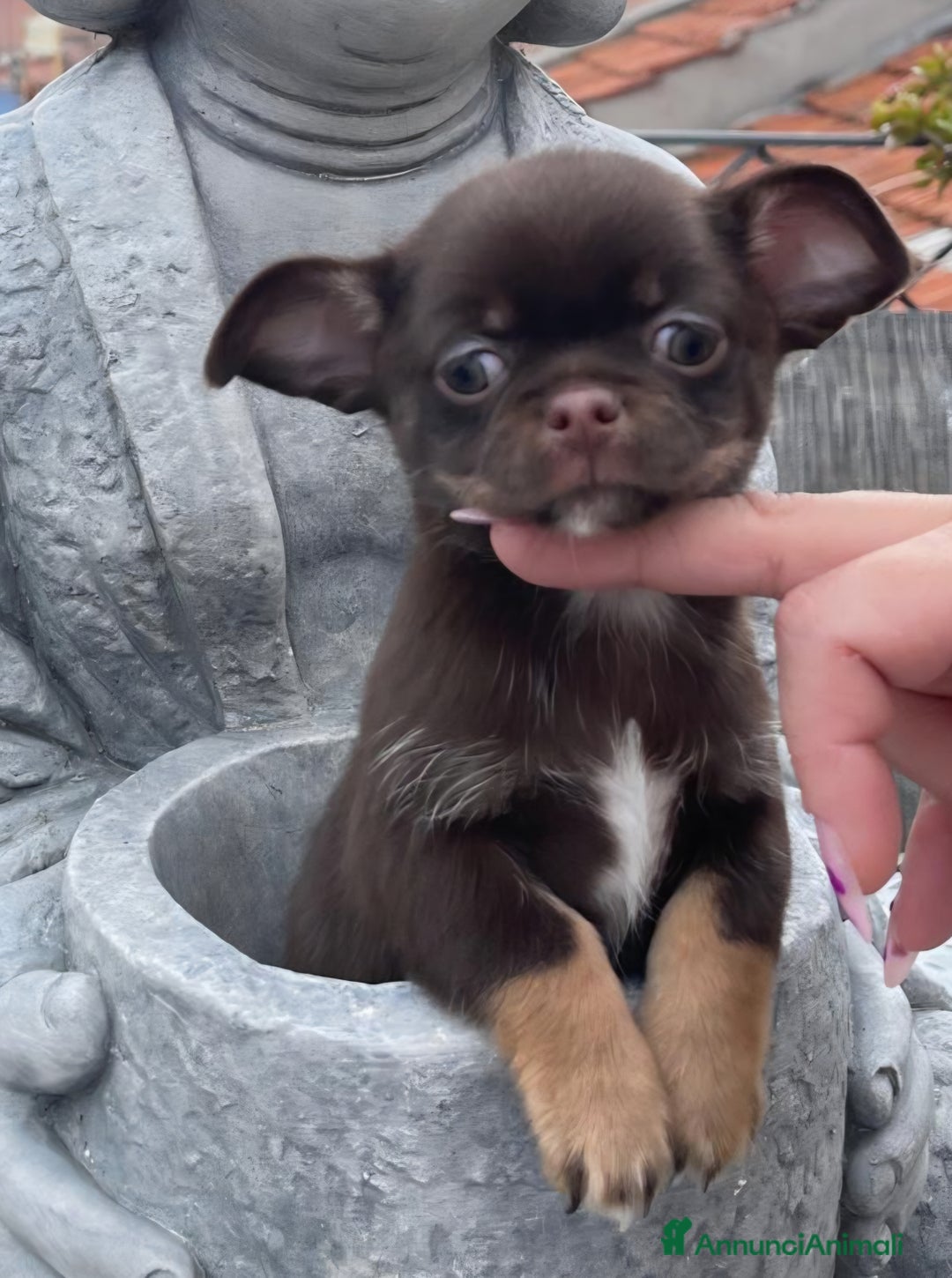 Chihuahua cani in vendita: Chihuahua chocolate Pedigree ENCI - Annuncio 2