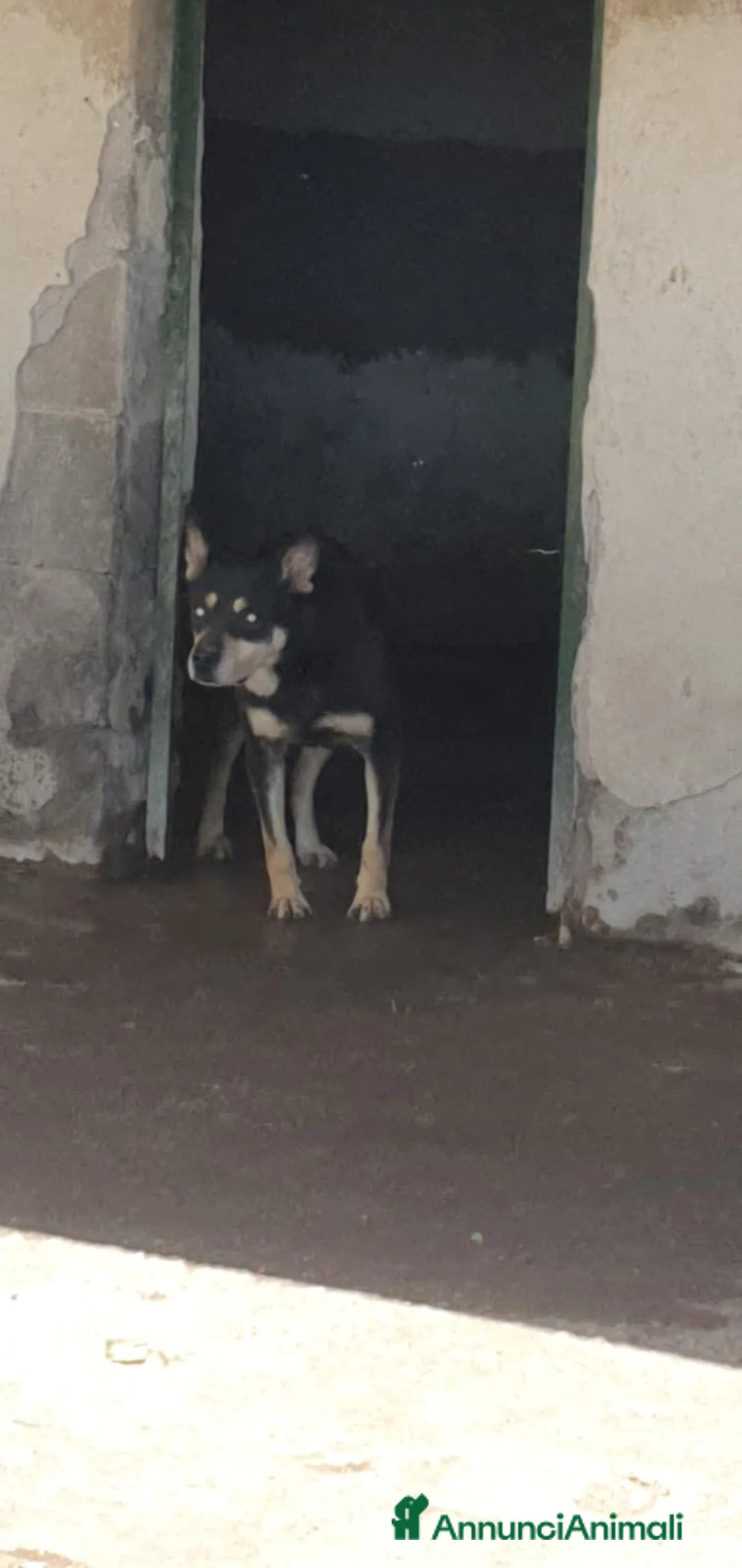 Meticcio cani in regalo: Marley in canile - Annuncio 2