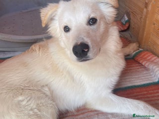 Meticcio cani IL DOLCISSIMO AIKO - Annuncio 19