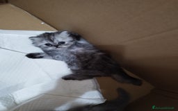 Persiano gatti in vendita: Cuccioli persiano silver schaded a Città Metropolitana di Bologna - Immagine 3