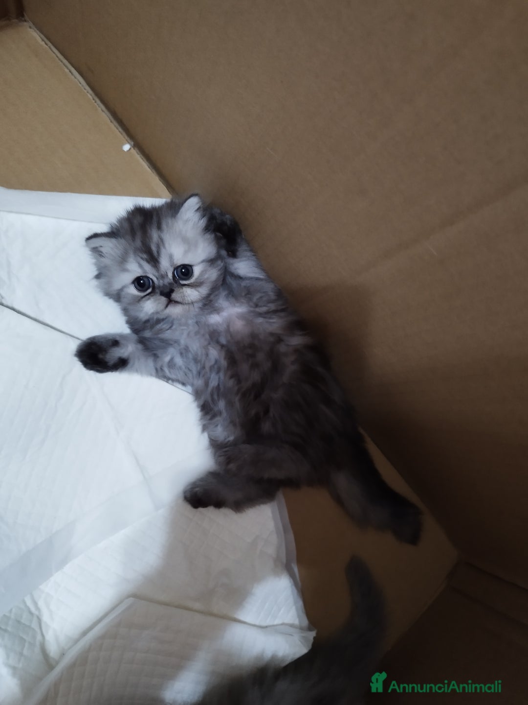 Persiano gatti in vendita: Cuccioli persiano silver schaded a Città Metropolitana di Bologna - Immagine 3