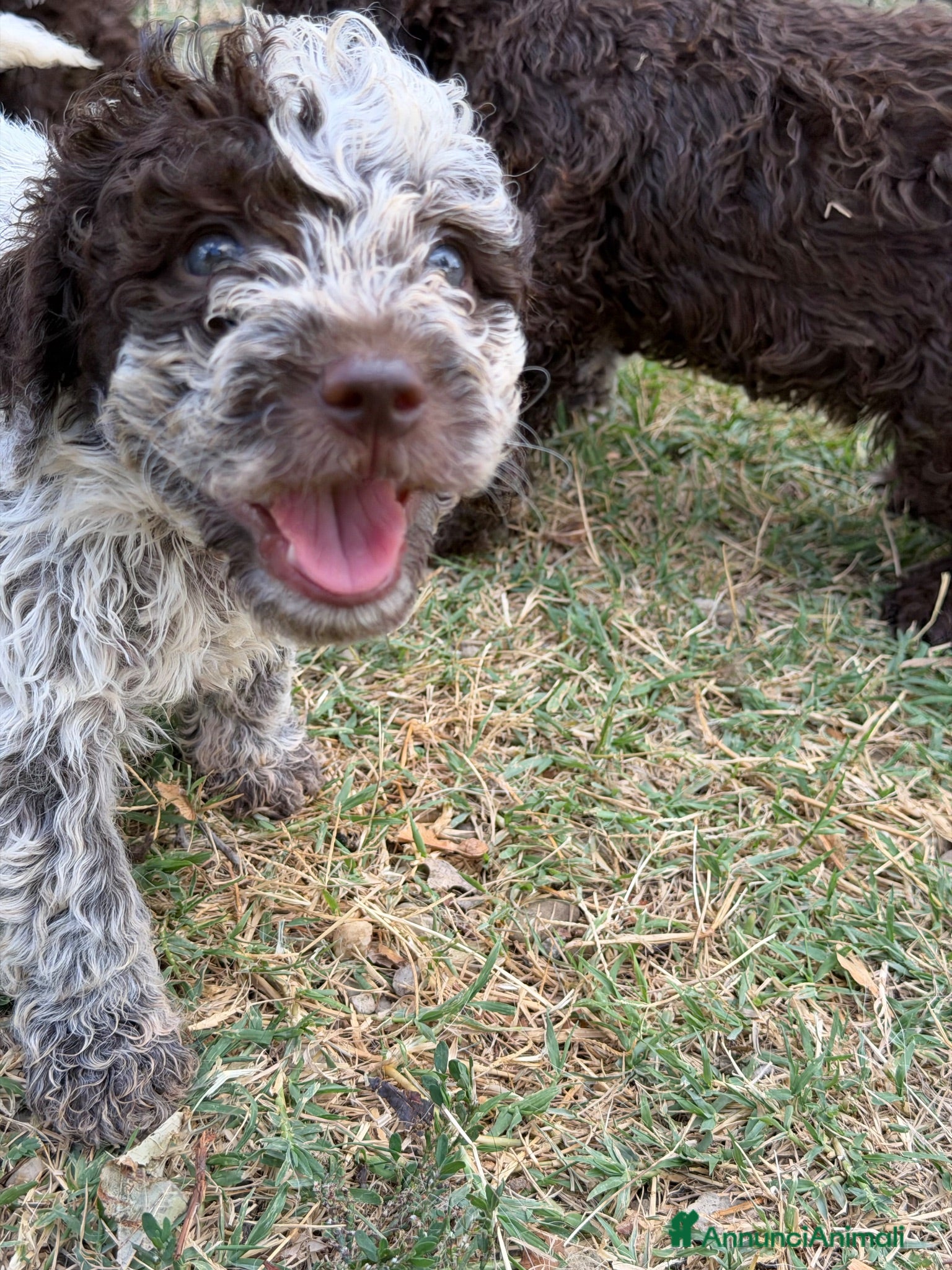 Lagotto cani Cuccioli Lagotto Romagnolo  - Annuncio 6