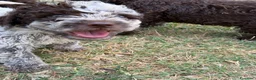 Lagotto cani in vendita: Cuccioli Lagotto Romagnolo  - Annuncio 1