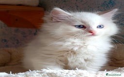 Ragdoll gatti in vendita: Ragdoll femmina  - Annuncio 7