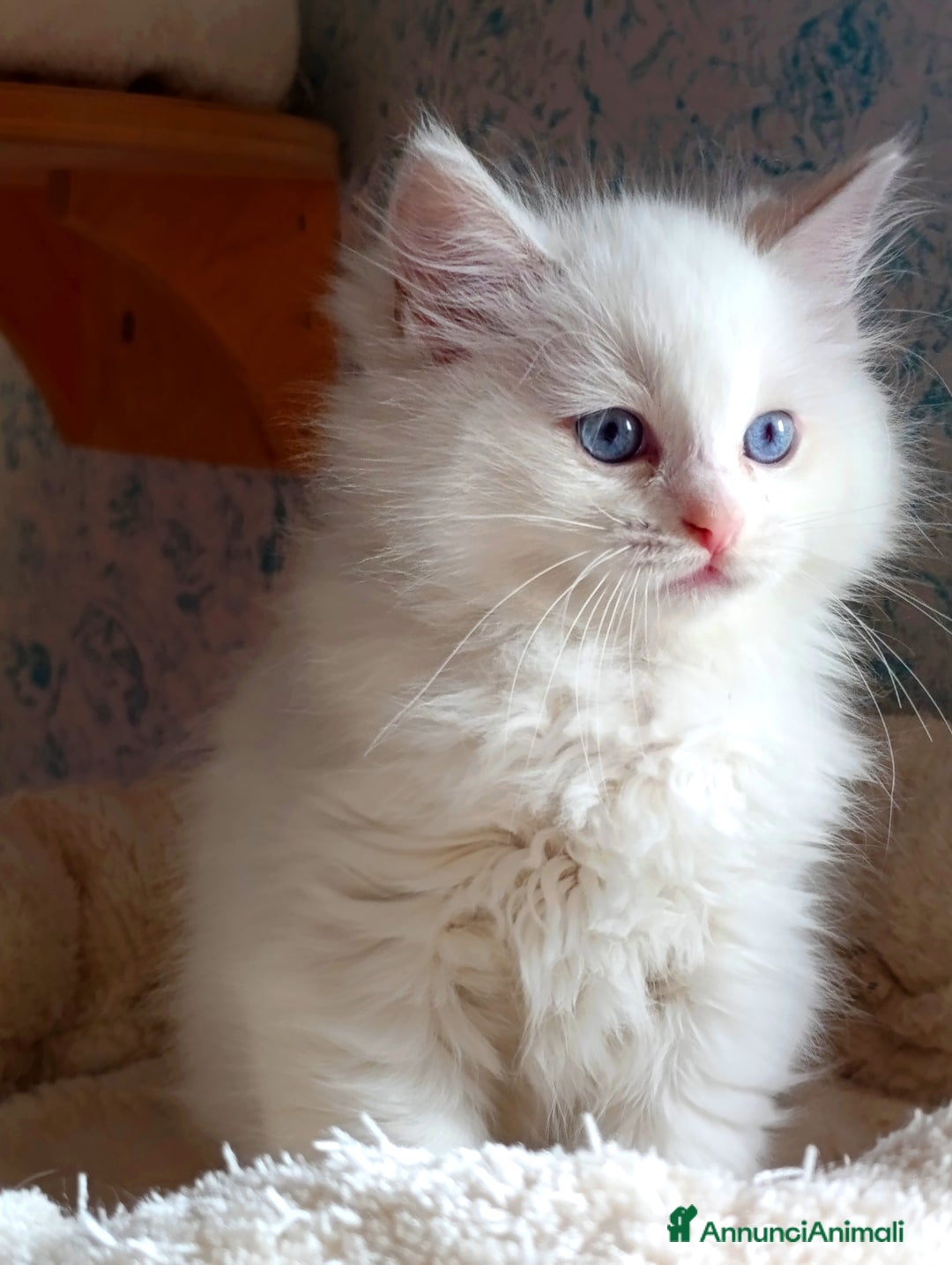 Ragdoll gatti in vendita: Ragdoll femmina  - Annuncio 7