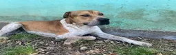 Meticcio cani in regalo: CASPER bravo ed equilibrato - Annuncio 5