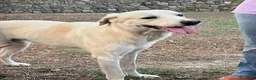 Meticcio cani in regalo: LAGO soffre la solitudine - tg grande - Annuncio 3