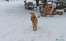 Golden Retriever cani in vendita: In arrivo stupendi cuccioli di Golden Retriever  a Provincia di Alessandria - Immagine 6