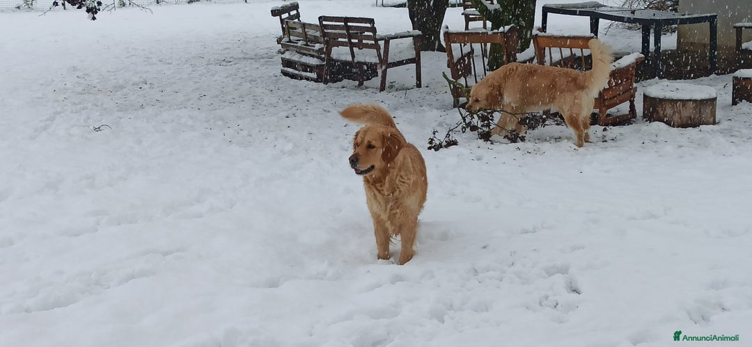 Golden Retriever cani in vendita: In arrivo stupendi cuccioli di Golden Retriever  a Provincia di Alessandria - Immagine 6