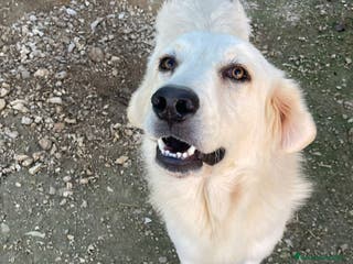 Meticcio cani LUCKY MIX GOLDEN STUPENDO - Annuncio 18