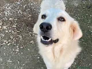 Meticcio cani LUCKY MIX GOLDEN STUPENDO - Annuncio 11