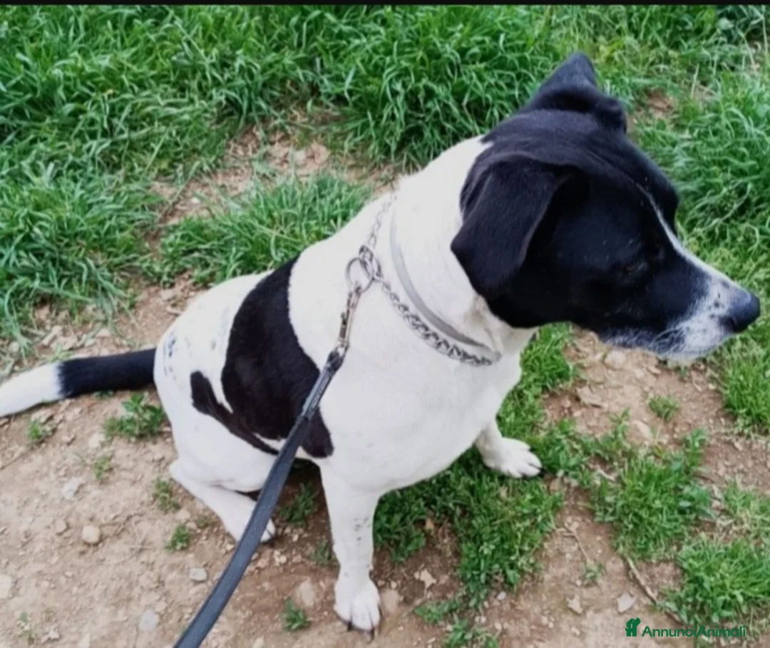 Meticcio cani in regalo: Mirta quasi 6mesi mix molossina fantastica!SICILIA - Annuncio 2