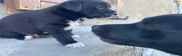 Meticcio cani in regalo: Regalo cucciolo cane nero  a Provincia di Modena - Annuncio 6