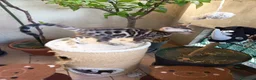 Bengala gatti in vendita: laun splendore cucciola Bengala 🥰  - Annuncio 6