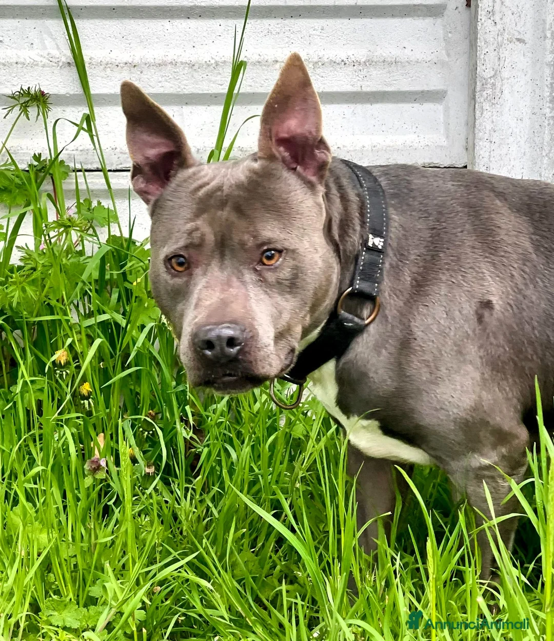 Meticcio cani in regalo: DAISY BELLISSIMA PIT - Annuncio 6