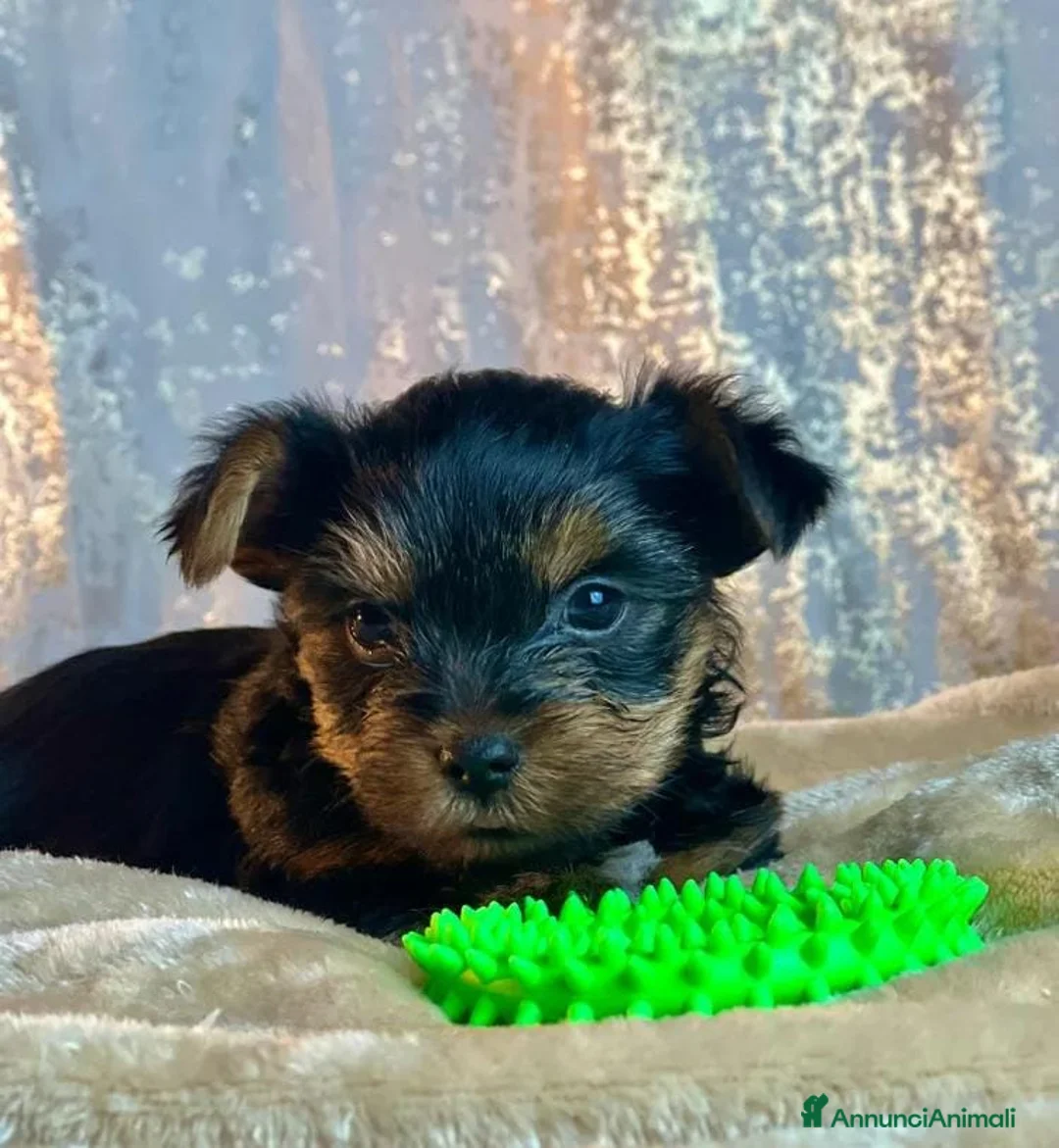 Yorkshire cani in vendita: 2 Yorkshire Terrier a Città Metropolitana di Firenze - Annuncio 2