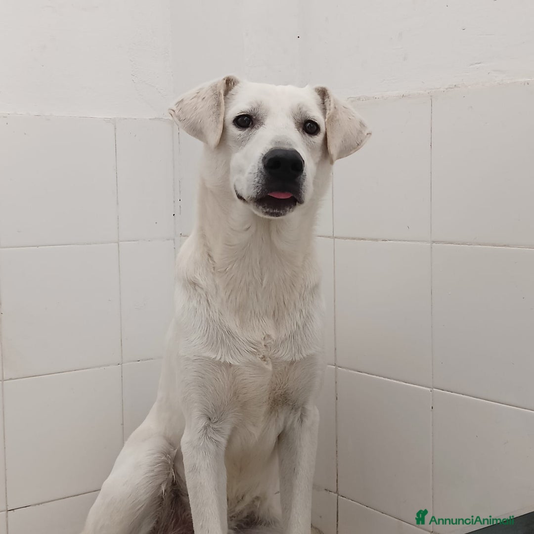 Meticcio cani in regalo: Jerry  - Annuncio 5