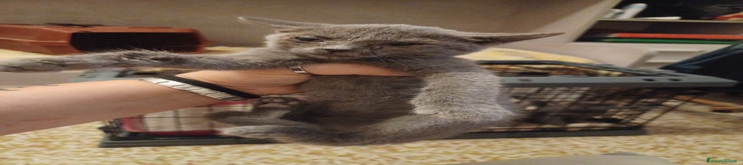 Certosino Gattino 4