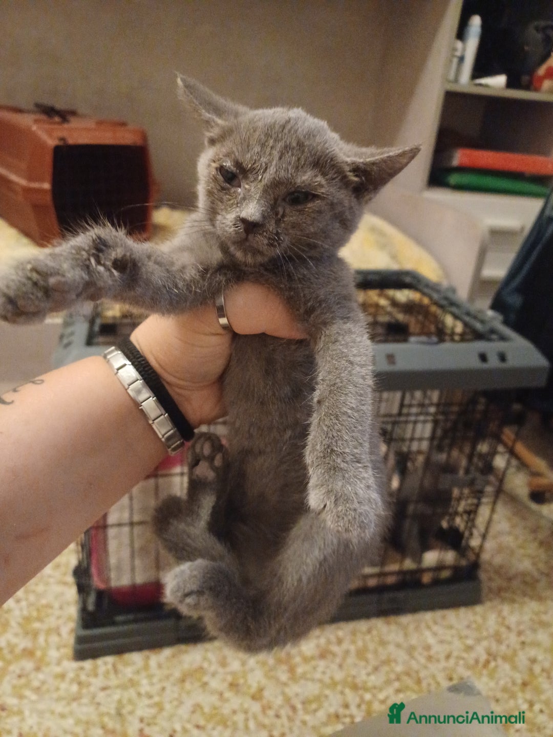 Certosino gatti in vendita: Gattini certosini  a Città metropolitana di Milano - Immagine 2
