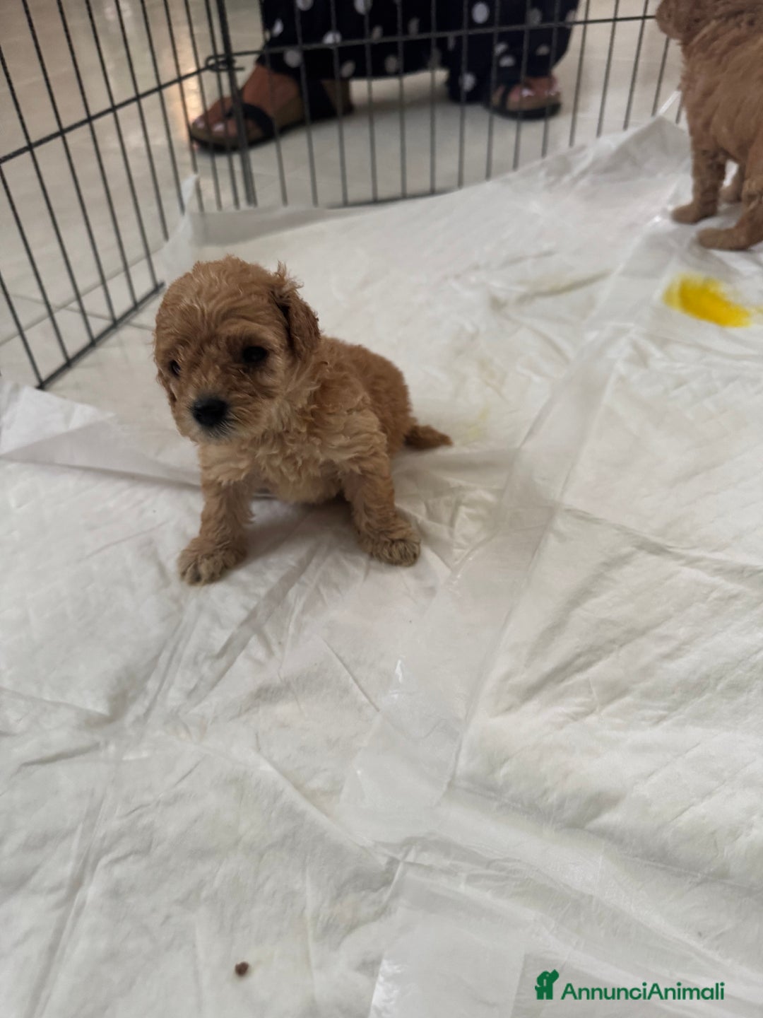 Barboncino cani in vendita: Cuccioli barboncino   a Provincia di Alessandria - Immagine 2