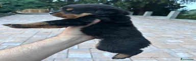 Rottweiler 3