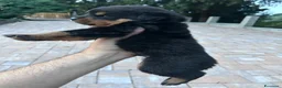 Rottweiler cani in vendita: Vendita cuccioli rottweiler alta genealogia  - Annuncio 5