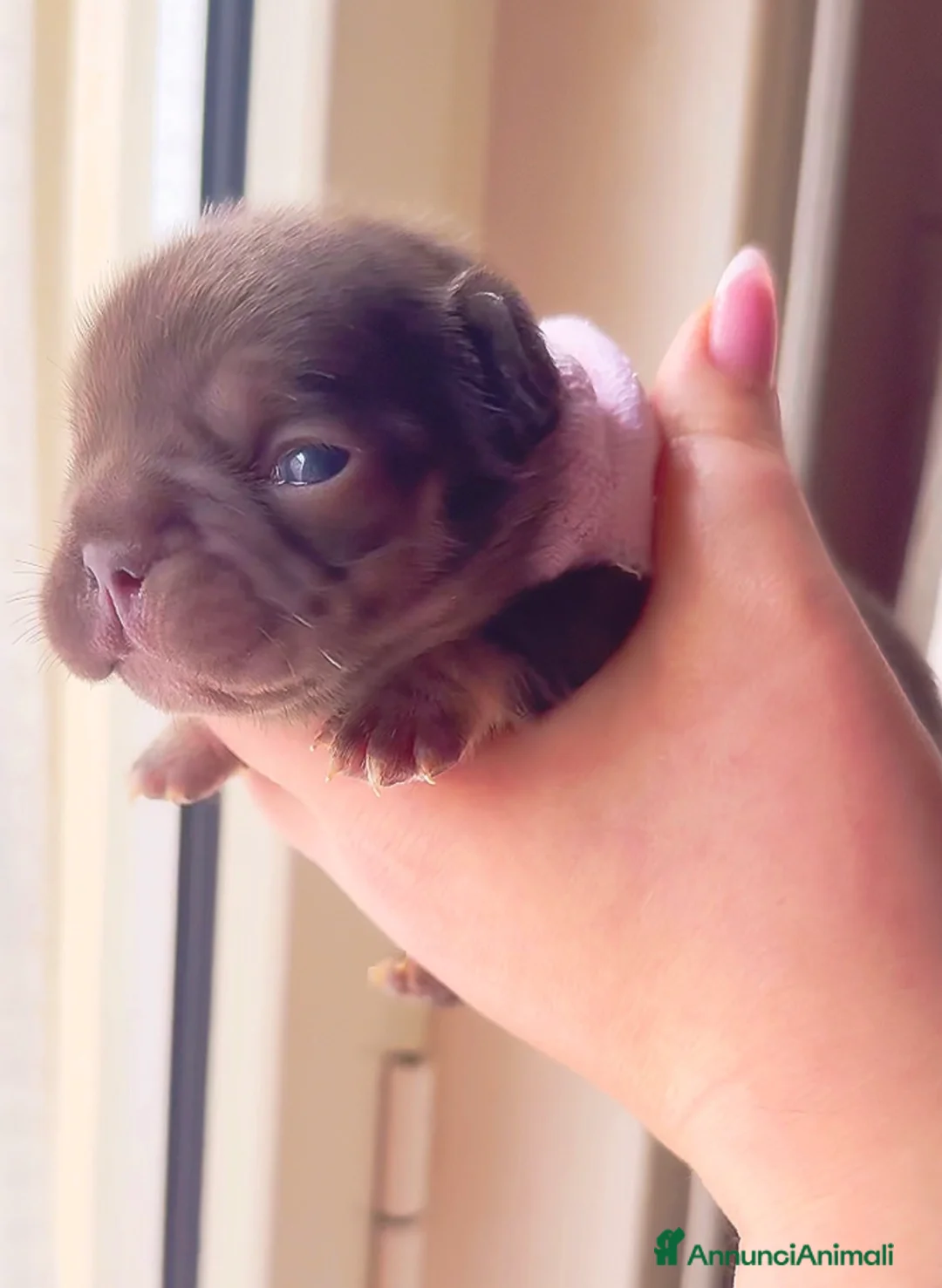 Bulldog Francese cani in vendita: Bulldog francese (fluffy, carrierfluffy, bigrope)  - Annuncio 9