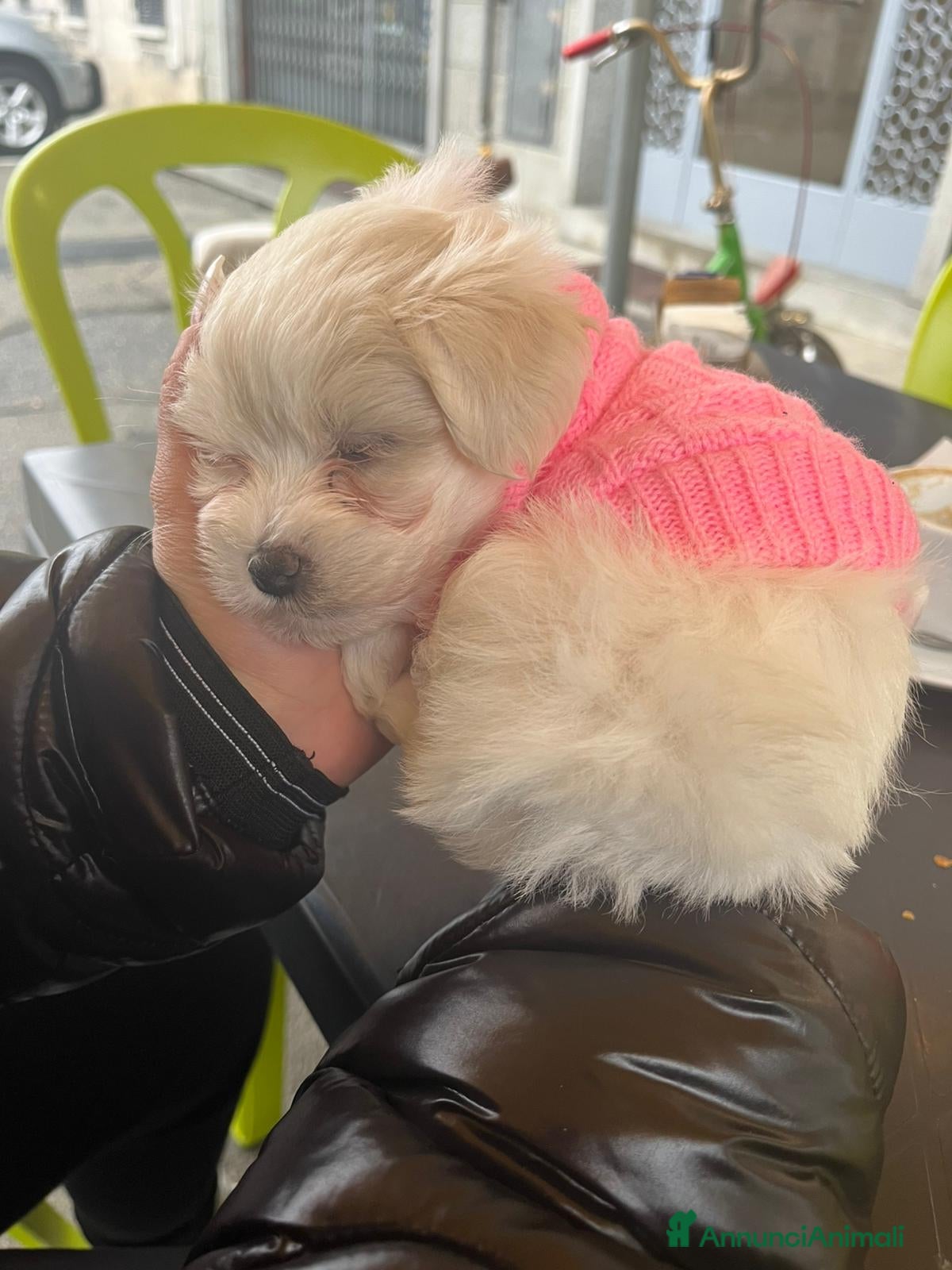 Maltese cani Maltese  - Annuncio 1