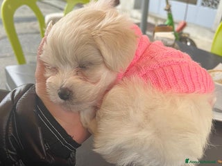 Maltese cani Maltese - Annuncio 1