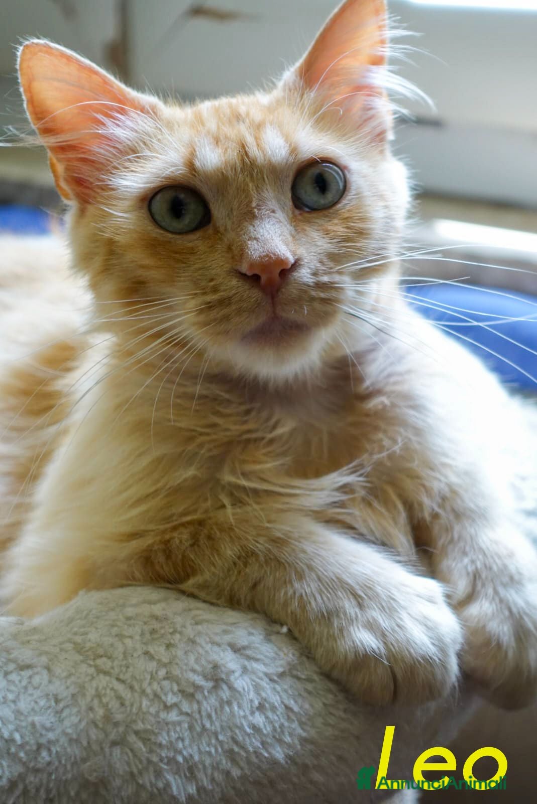 Altre razze gatti LEO  GATTINO PELO SEMILUNGO ROSA   - Annuncio 6