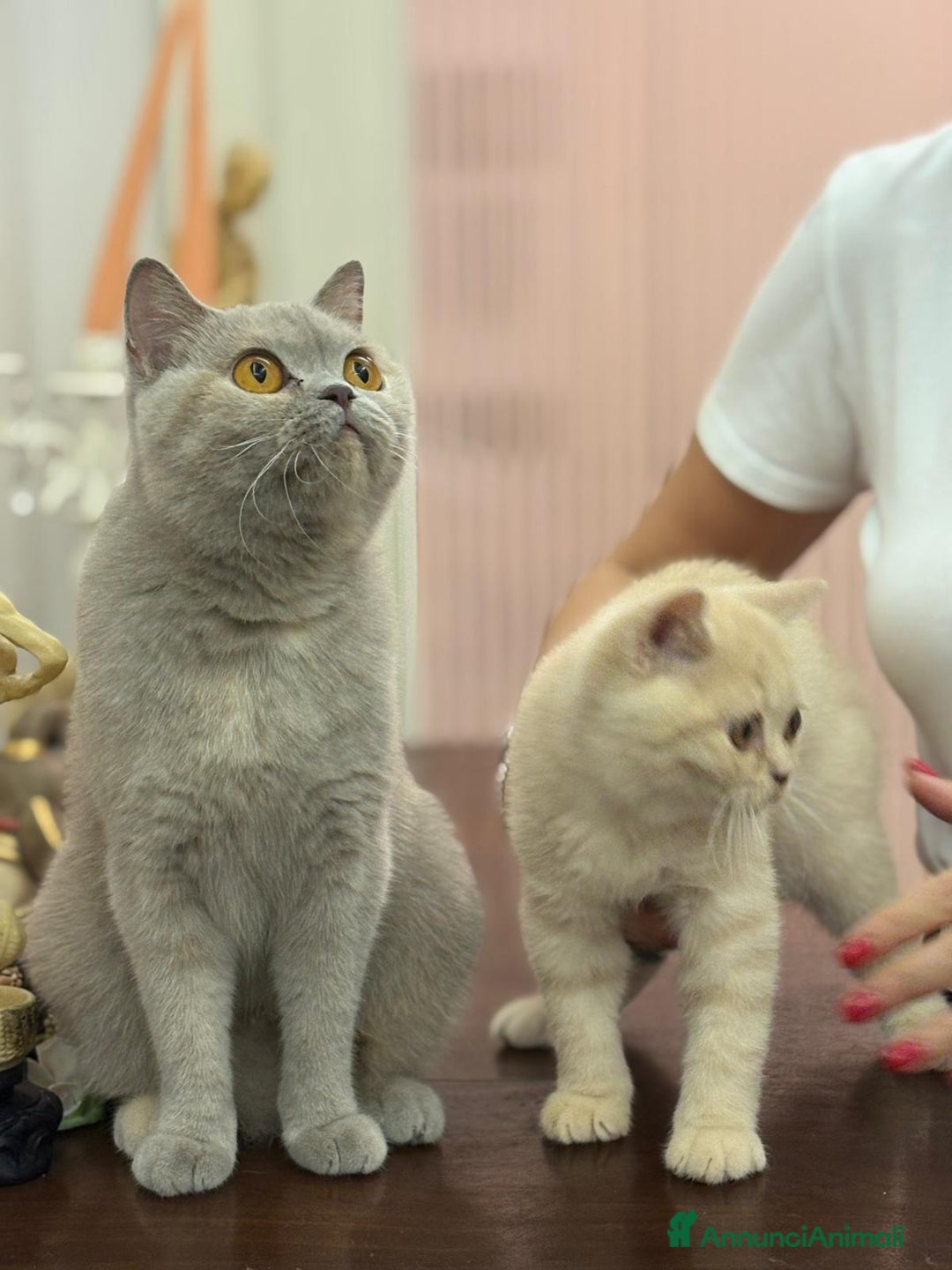 British gatti in vendita: Cucciolo British Shorthair  - Immagine 2