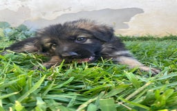 Pastore Tedesco cani in vendita: Cuccioli di pastore tedesco a Provincia di Brindisi - Immagine 11