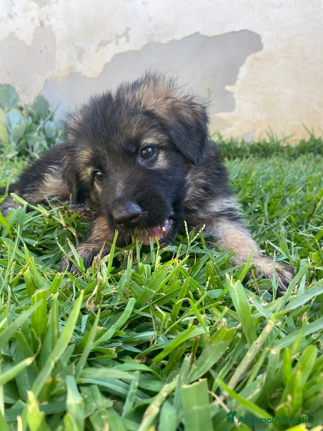 Pastore Tedesco cani in vendita: Cuccioli di pastore tedesco a Provincia di Brindisi - Immagine 11