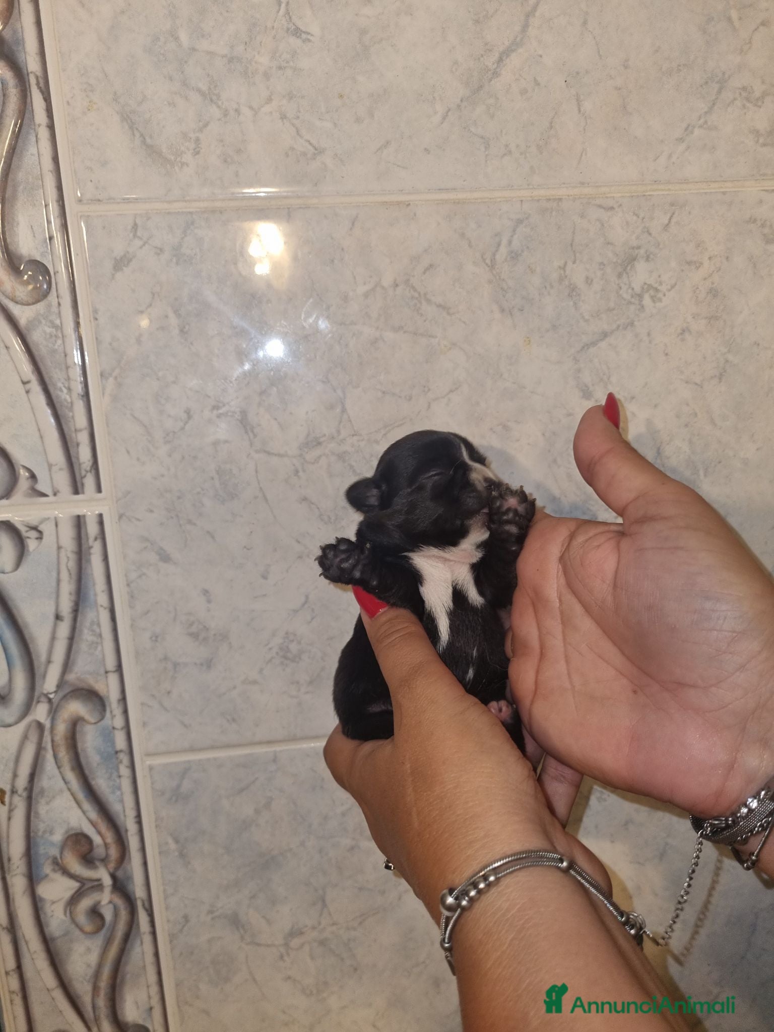 Chihuahua cani Cuccioli di chihuahua  - Annuncio 2