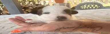 Jack Russell 1
