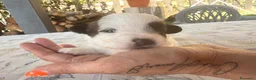 Jack Russell cani in vendita: Jack Russell a pelo ruvido - Annuncio 9