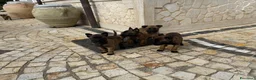 Pastore Belga cani in vendita: Splendidi cuccioli di Pastore Belga Malinois  - Annuncio 15