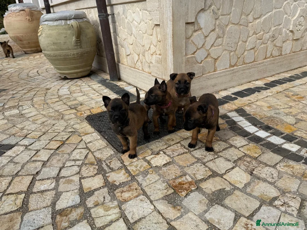 Pastore Belga cani in vendita: Splendidi cuccioli di Pastore Belga Malinois  - Annuncio 15