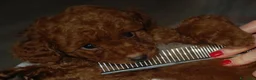 Barboncino Toy cani in vendita: Barboncino Toy rosso  a Città Metropolitana di Venezia - Annuncio 12