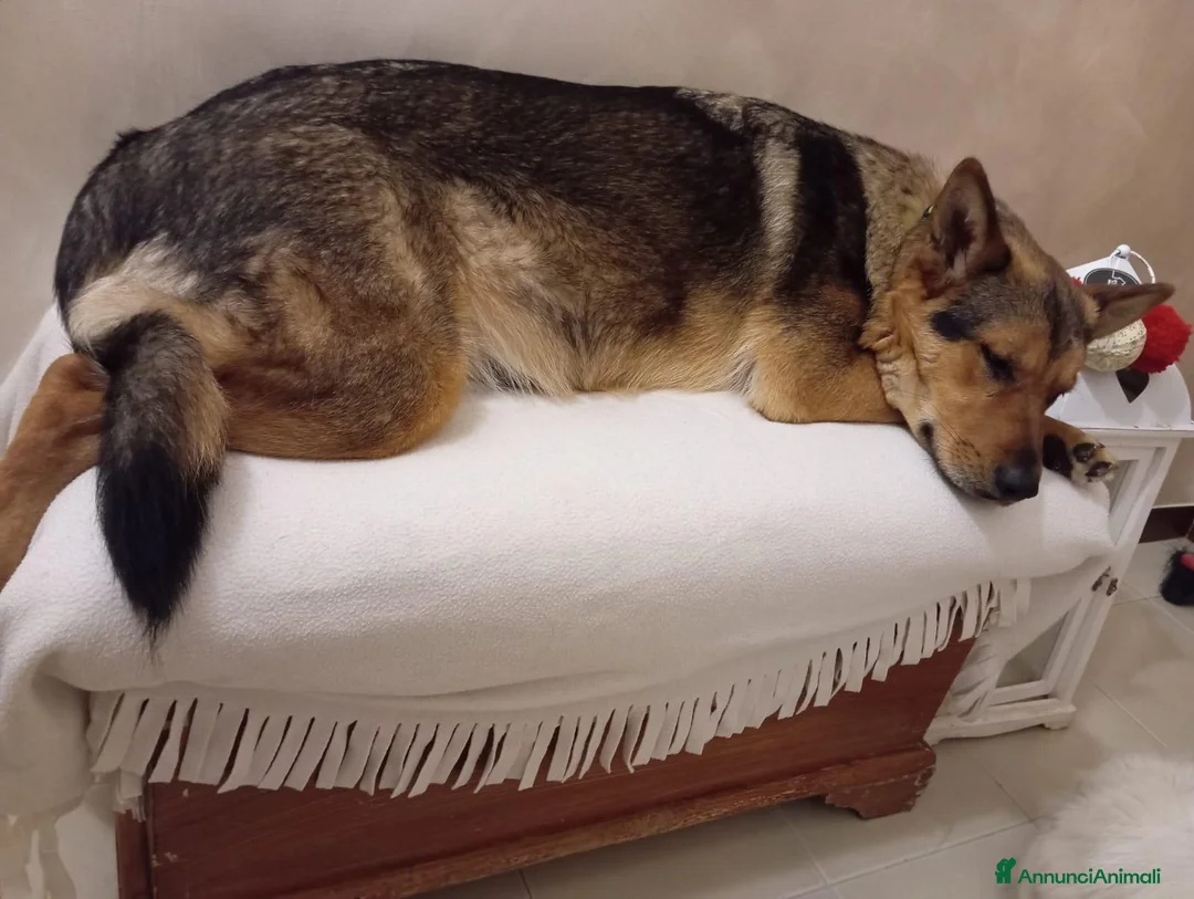 Meticcio cani in regalo: Mimì e cuccioli  - Annuncio 2