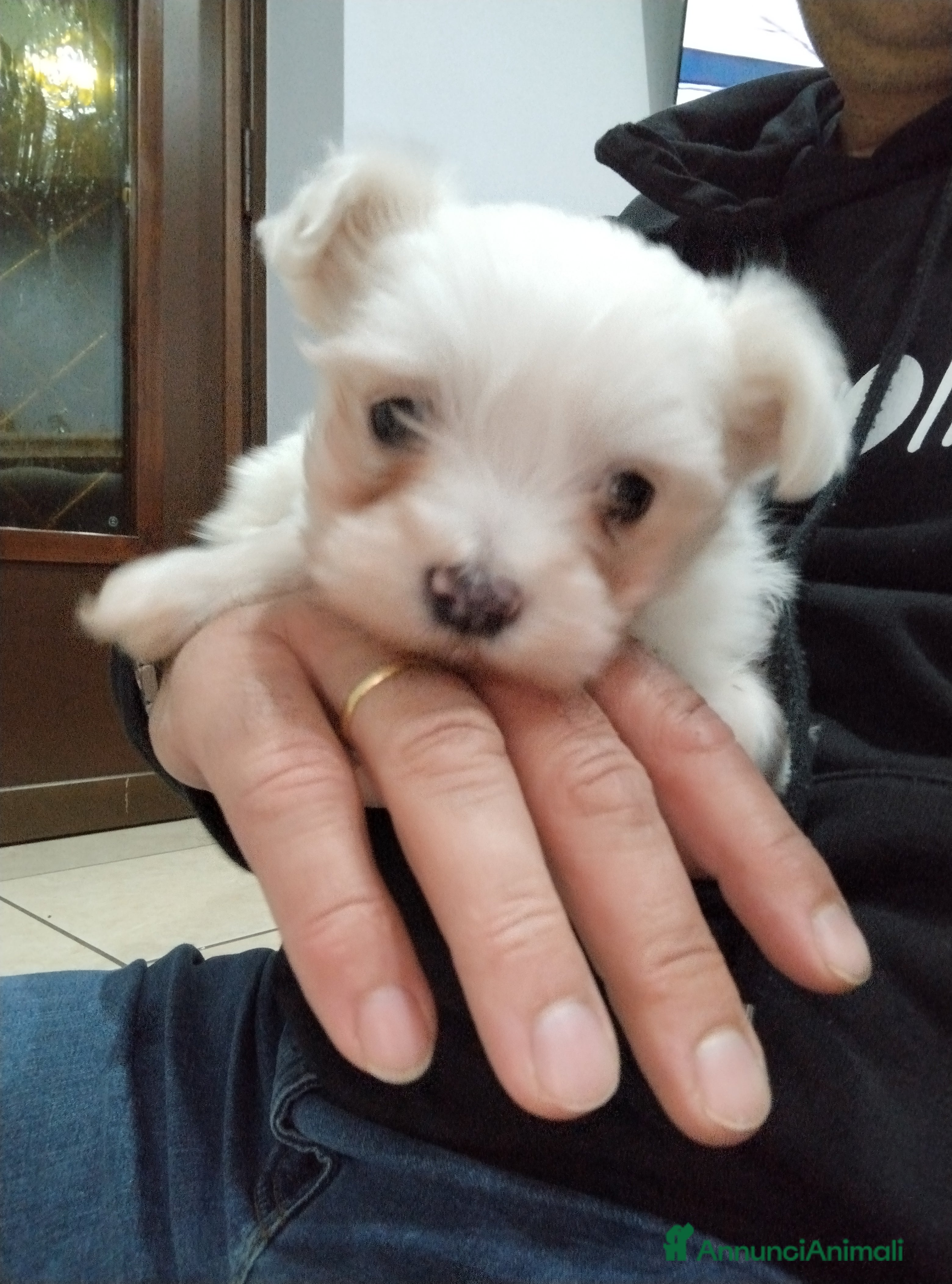 Maltese cani Cucciolo maschio di maltese  - Annuncio 2